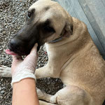 Hündin 11: Suie kam mit einem komplizierten Beinbruch zu uns, die Behandlung war sehr schwierig