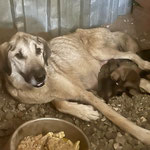 Shakira: Die sehr kranke Hündin konnten wir auf einem Feld sichern. Sie hat bei uns 7 Welpen auf die Welt gebracht