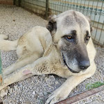 Hündin 9: Sie kam von der Straße zu uns