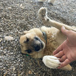 Raya: Sie kam mit einem schwer verletzten Auge zu uns, es musste leider entfernt werden.