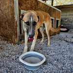 Rüde 1: Gerettet aus dem städtischen Tierheim