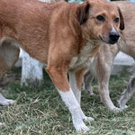 Vienna sucht auch wieder Paten