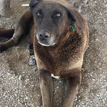 Rüde 7: Gerettet aus dem städtischen Tierheim