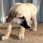 Valentin: Er kam mit seiner Schwester Valerie und 2 weiteren Geschwistern von der Müllkippe zu uns, sie waren sehr krank