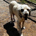 Rüde 10: Ihn fanden wir mit schlimmer Räude auf der Straße