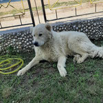 Rüde 13: Ihn retteten wir aus einer Wohnsiedlung, weil sich Anwohner breschwerten