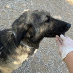 Rüde 5: Er kam mit einem halb abgerissenen Hoden zu uns und er war voller Maden