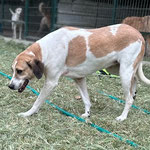 Jerry, eine ganz schüchterne Hündin