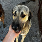 Rüde 11: Nach einem Brand sicherten wir ihn an einer Futterstelle