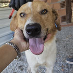 Bitto: Der Rüde war im städtischen Tierheim