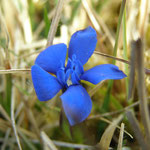 Frühlings-Enzian (Gentiana verna)