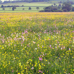 Blumenwiese