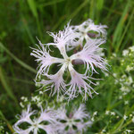 Pracht-Nelke (Dianthus superba)