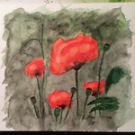 Mohnblumen 4, Aquarell auf Papier, 24 x 24 cm