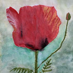 Mohnblumen 6, Aquarell auf Papier, 29,7 x 21 cm