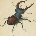 Der Hirschkäfer (Lucanus cervus)