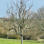 stark verwachsener Apfelbaum _ vorher