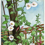toute petite aquarelle d'un tout petit bout de jardin.