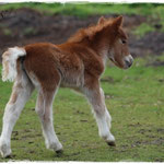 Coolstep Renesmee 09.04.14