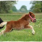 Coolstep Renesmee 01.05.14