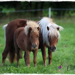 Coolstep Renesmee & Romanze vom Purnitzgrund 27.09.14