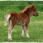 Coolstep Renesmee 01.05.14