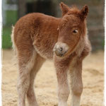 Coolstep Renesmee 05.04.14