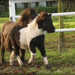 Coolstep Leni & Coolstep Aslan