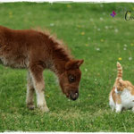 Coolstep Renesmee 01.05.14