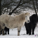 StPrSt Virgina & Bonny v. Stal Heidezicht