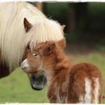 Coolstep Renesmee 06.04.14