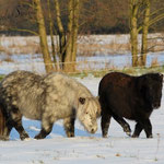 Shelly von der Lohmühe & Wellenbergs Sunshine