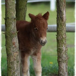 Coolstep Renesmee 09.04.14
