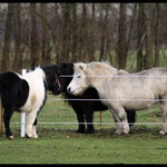 Elvy, Bonny & Virgina 23.12.13