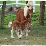 Coolstep Renesmee 09.04.14