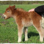 Coolstep Renesmee 13.04.14