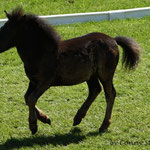 Reservesiegerin Shetlandponystutfohlen, 43 P., Romina, Othello x Rhejia vom Purnitzgrund v. Advokat