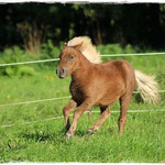 Coolstep Renesmee 27.09.14