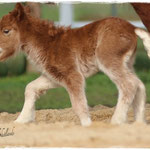 Coolstep Renesmee 06.04.14