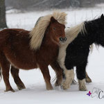 Romanze & Elvy