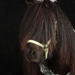 Bonny, Fotograf: Claudia Bublies