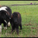 Elvy & Shelly