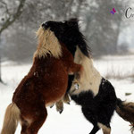 Romanze & Elvy
