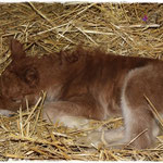 Coolstep Renesmee 05.04.14
