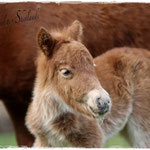 Coolstep Renesmee 06.04.14