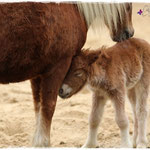 Coolstep Renesmee 05.04.14