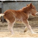 Coolstep Renesmee 05.04.14