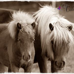 Coolstep Renesmee & Romanze vom Purnitzgrund 27.09.14