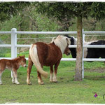 Coolstep Renesmee 09.04.14
