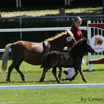 Reservesiegerin Shetlandponystutfohlen, 43 P., Romina, Othello x Rhejia vom Purnitzgrund v. Advokat